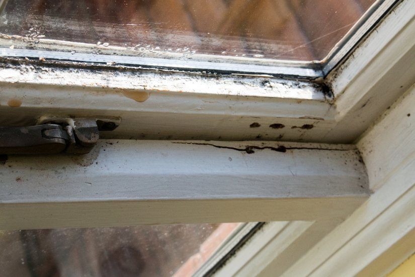 The Need for Professional Mold Damage Restoration in Ladue