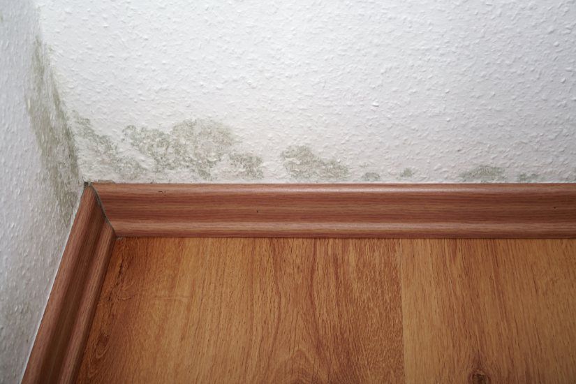 Tackling Mold Damage in Your St. Louis Rental Property