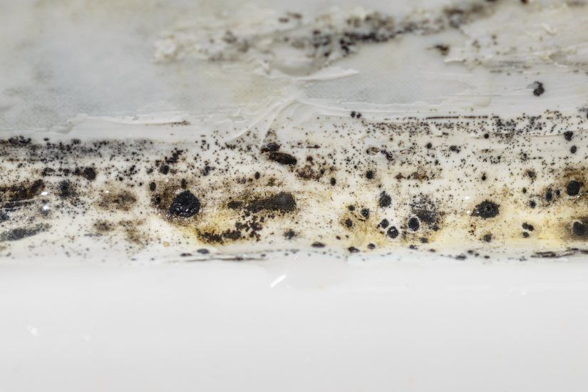Understanding When You Need Mold Remediation in St. Louis