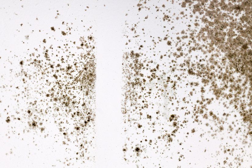 Effective Household Mold Remediation in Chesterfield