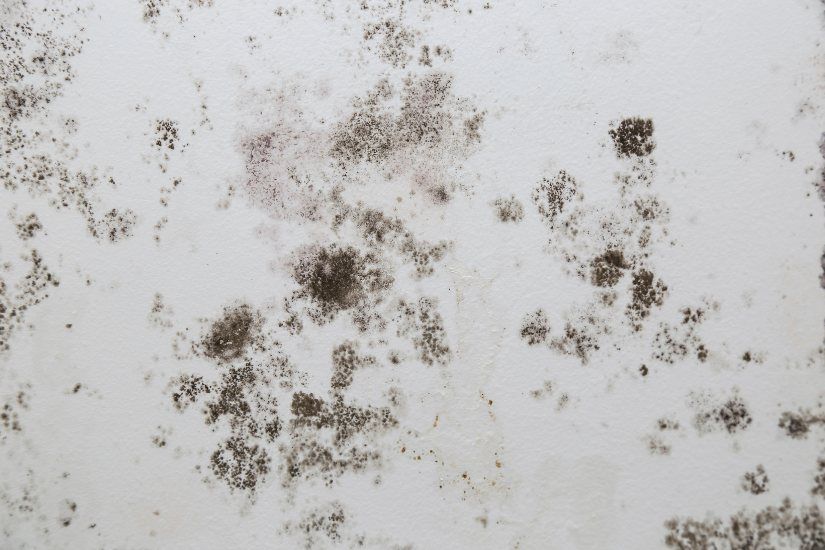 Mold Testing and Inspection Go Hand in Hand in Chesterfield