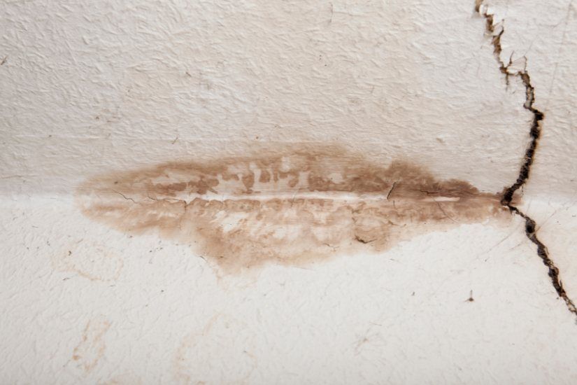 Hiring Skilled Mold Damage Restoration in St. Louis Homes