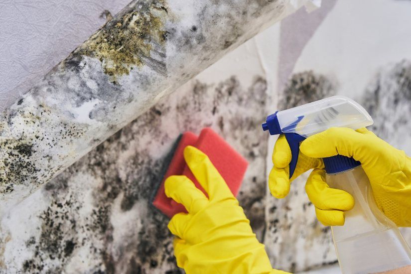 St Louis Mold Remediation Professionals Offer Sage Advice to Homeowners