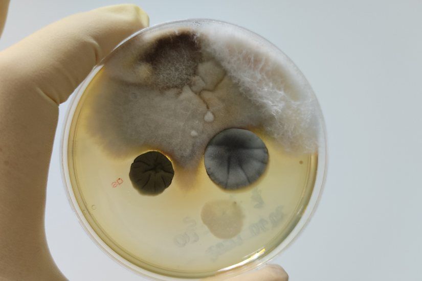 Mold Testing in St. Louis Ensures a Safe and Healthy Home