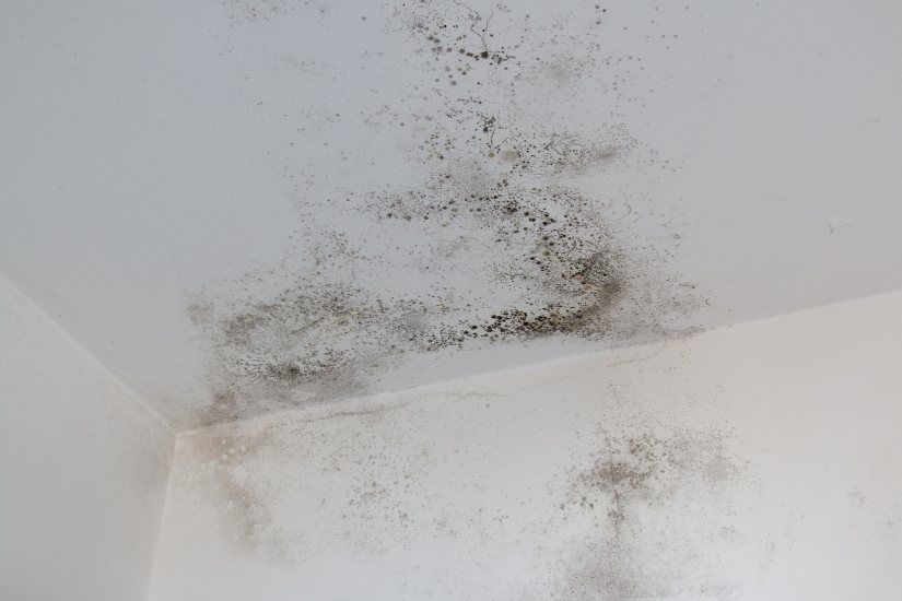 Mold Remediation in St. Louis and Preventing Mold from Returning