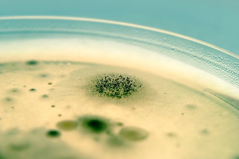 Mold Testing After Remediation Matters
