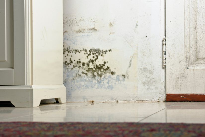 From Mold Remediation to Basement Upgrade