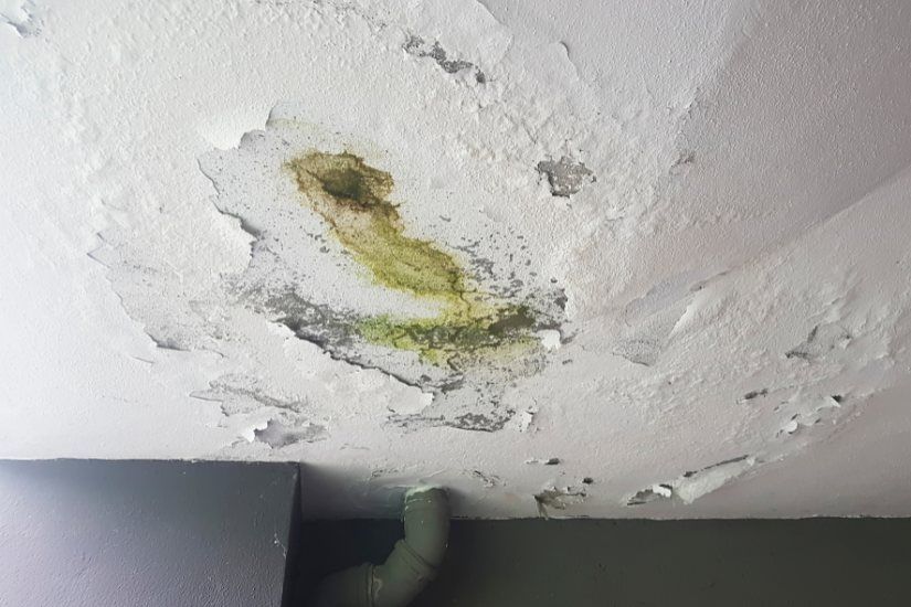 Mold Damage Restoration for a Safe and Healthy Home