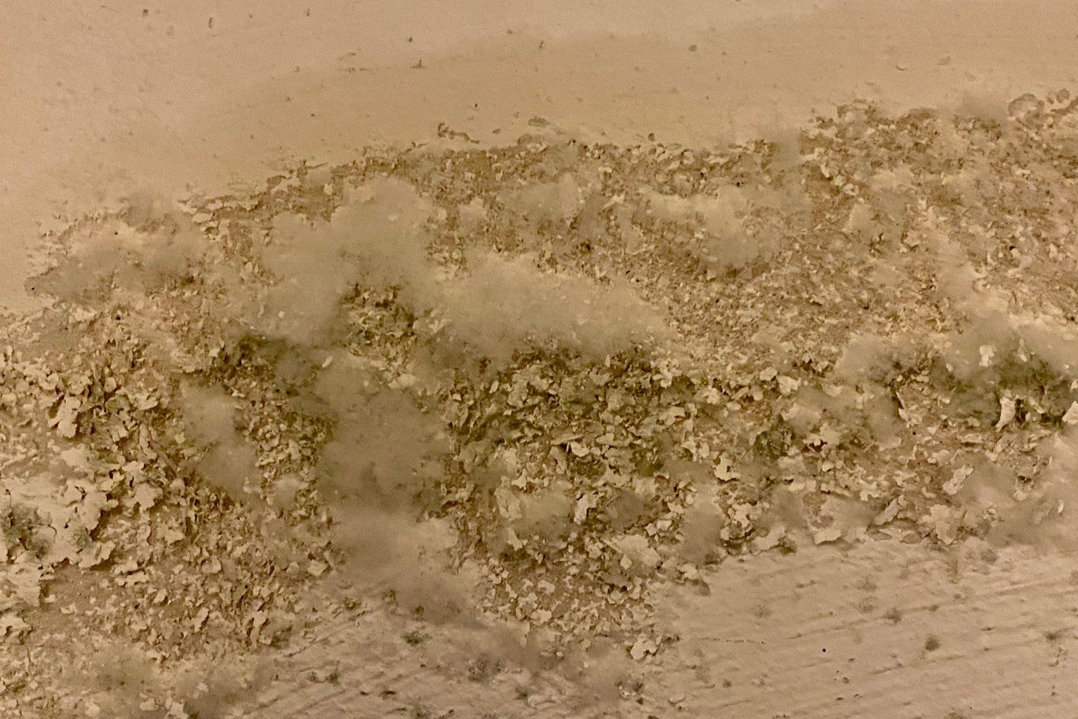 BBB A+ Rated Mold Testing and Mold Remediation in Ladue, MO