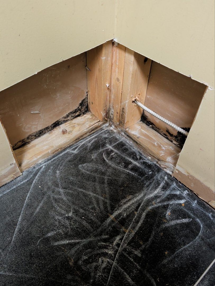 Mold found behind drywall