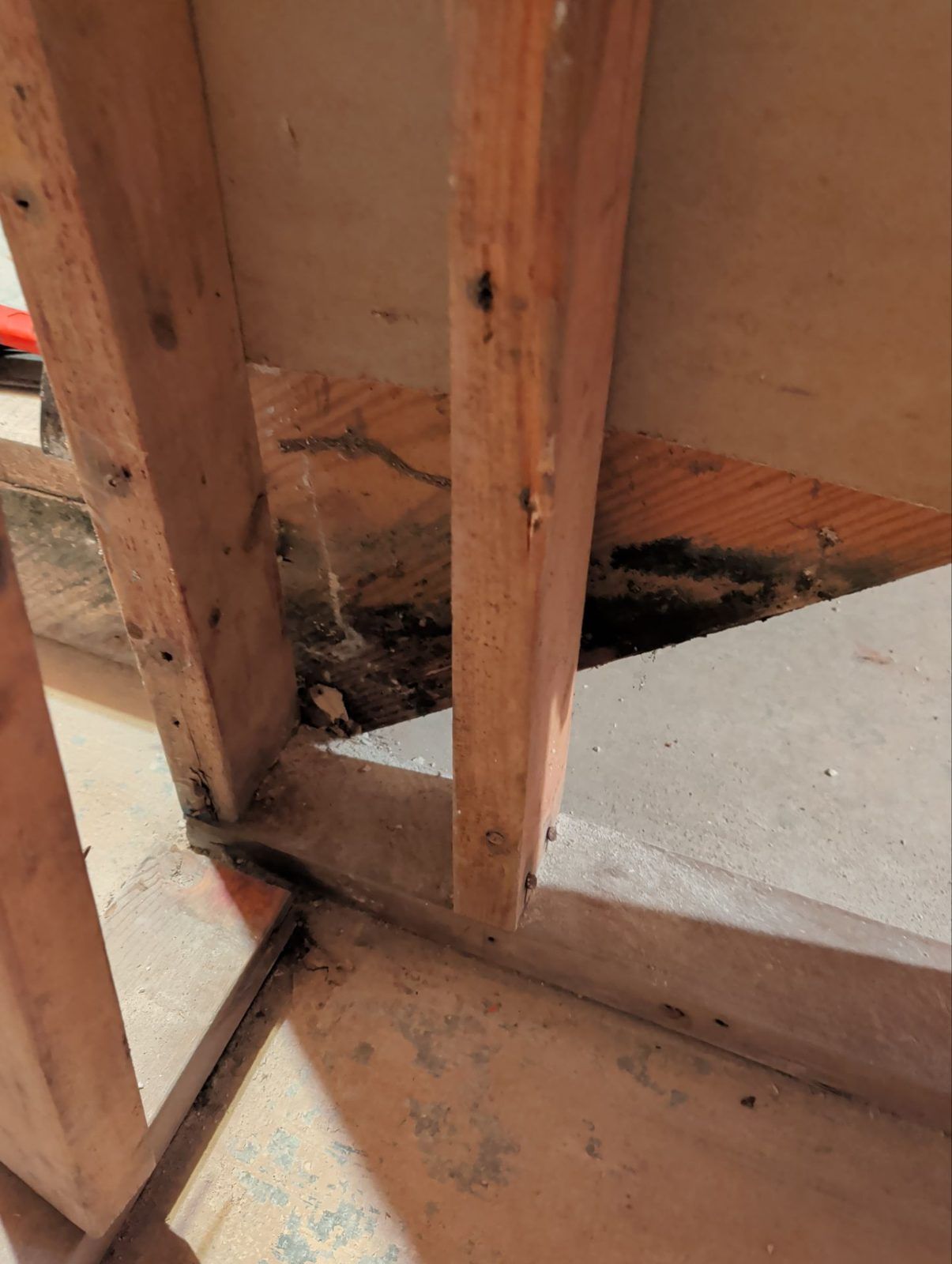 Mold found behind a basement wall