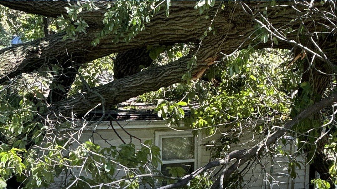 A large tree fallen onto a house after a storm