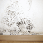 Media Blasting Effective for St. Louis Mold Remediation 5 Blog photos 1 2