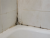 Sansara Mold Damage