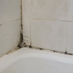 Sansara Mold Damage