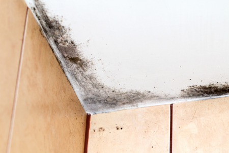 Many Ladue homeowners are surprised by how common mold is in their homes. 1 ACLS Large 1
